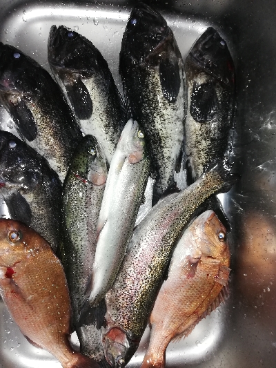 久しぶりの釣り堀へ。