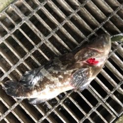 色々釣れたけど