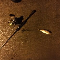 ちょい遠征アジング