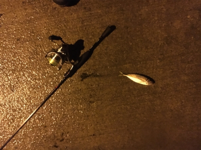 ちょい遠征アジング