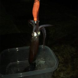 ポツリ…ポツリ…のヒイカ釣り