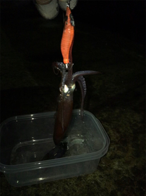 ポツリ…ポツリ…のヒイカ釣り