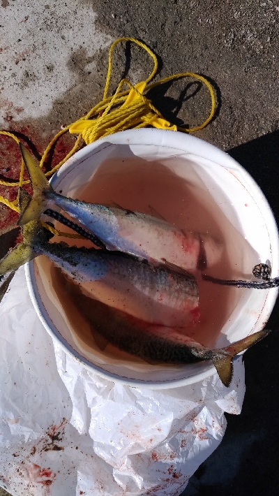 1/14釣果　サバサバサバ　