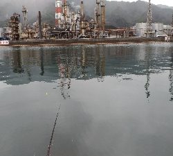 1/26釣果 アジぽつぽつ