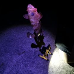 水温が下がってきても釣れました！