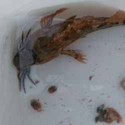 穴の中に何かが居る!