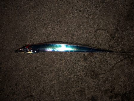 明石ワインド18