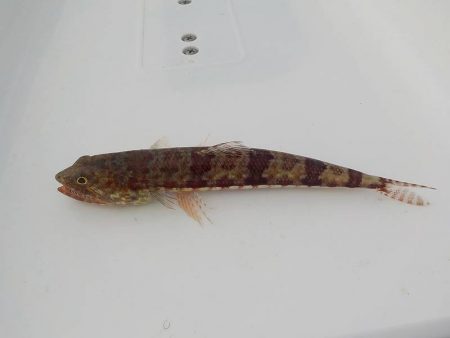 今年最初の初振り！