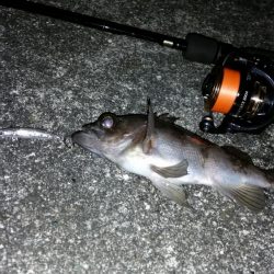 メバルプラッキング