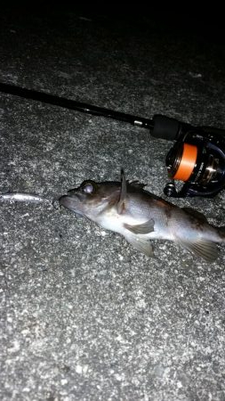 メバルプラッキング