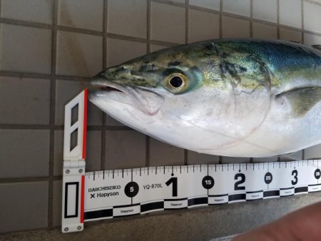 必殺!泳がせ釣り!