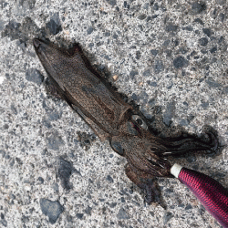 初釣りヒイカエギング(2019-1)