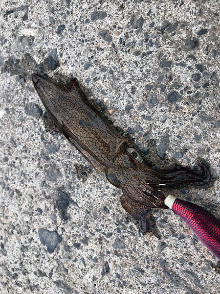 初釣りヒイカエギング(2019-1)