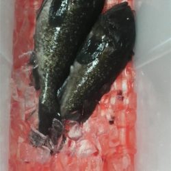 釣り初め 今年大丈夫??