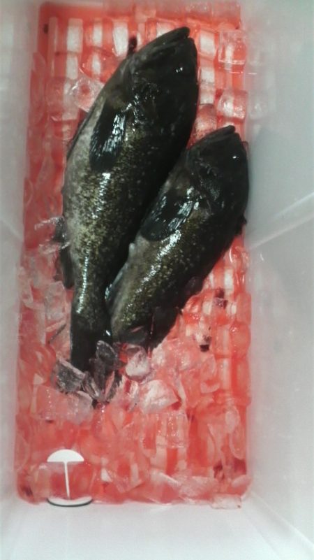 釣り初め 今年大丈夫??