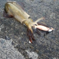 ライトエギング