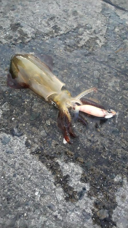 ライトエギング