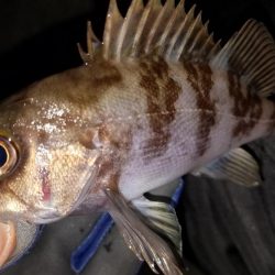 癒やしを求めて‼