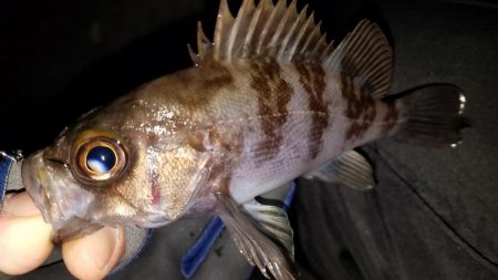 癒やしを求めて‼