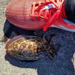 アオリ釣りたい、