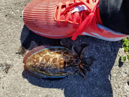 アオリ釣りたい、