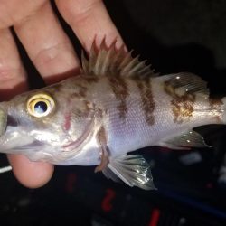 ロックフィッシュ‼