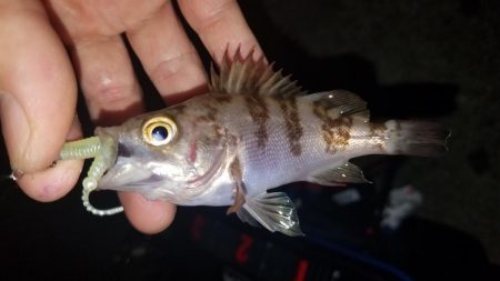 ロックフィッシュ‼