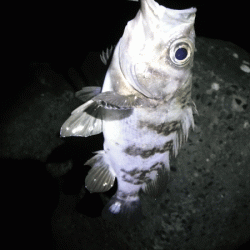 姫路メバル（2019-2）