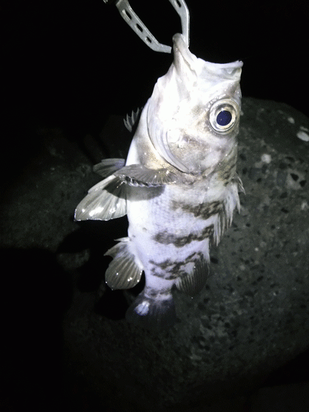 姫路メバル（2019-2）