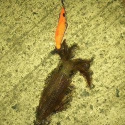 ヒイカとスルメイカ