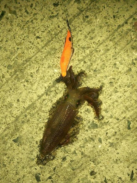 ヒイカとスルメイカ