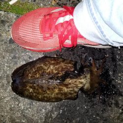 コウイカ連発！！