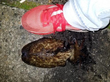 コウイカ連発！！