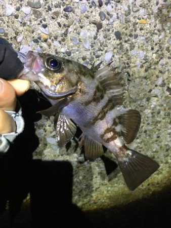 寒さを感じさせない楽しい釣行