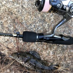 風裏にてタケノコ