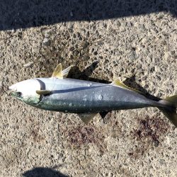 庄門丸伝馬船in印南