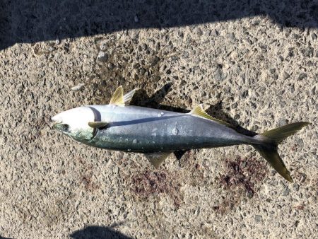 庄門丸伝馬船in印南