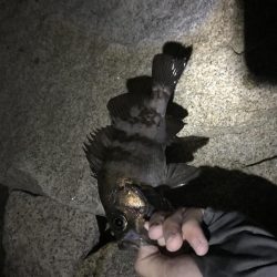 今季初メバリング