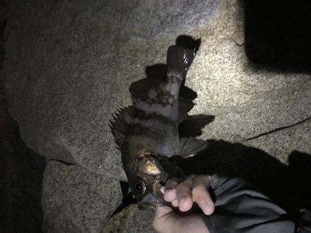 今季初メバリング