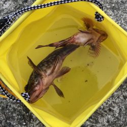 ジギングでサバをゲット