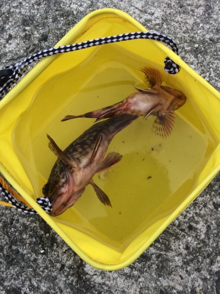 ジギングでサバをゲット