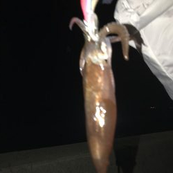 手長タコ、チィチィイカ