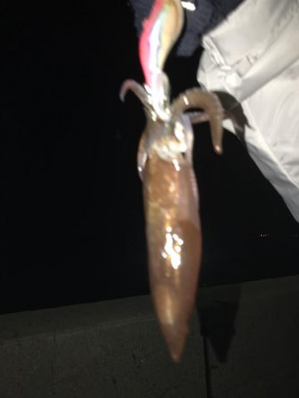 手長タコ、チィチィイカ