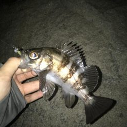 またまたメバリング