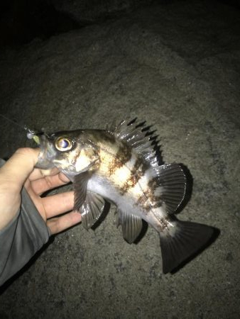 またまたメバリング