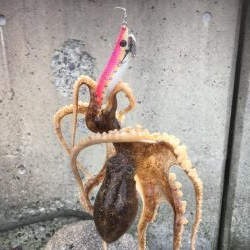 釣り始めヒイカ釣行！