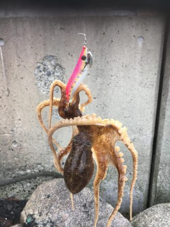 釣り始めヒイカ釣行！