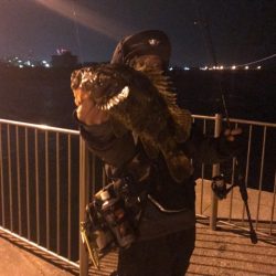 ジグ単で尺越えのタケノコメバル。