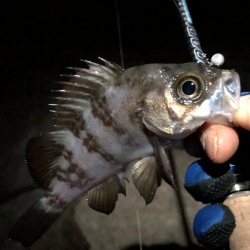 メバリング初め