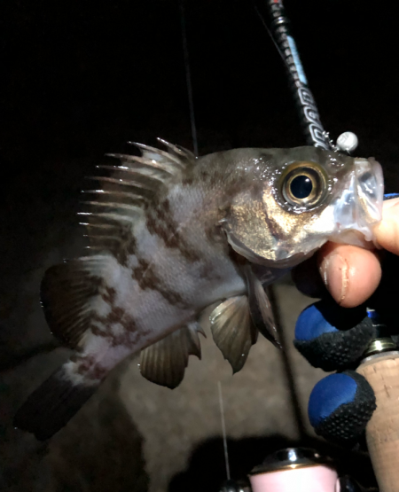 メバリング初め